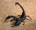 Pandinus imperator(Scorpion imperial)