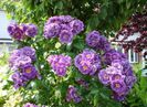 ce4094.rhapsodyinblue1