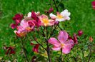mutabilis1