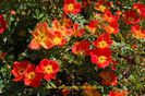 rosa-foetida-image_galerie_gross