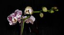 Alta orhiduta inflorita Martie 2014 002