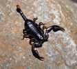 Euscorpius alpha