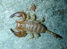 Euscorpius balearicus