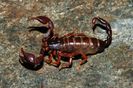 Euscorpius carpathicus