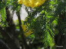 RSCN6778