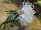RSCN6896