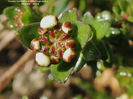 RSCN6921