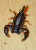 Euscorpius concinnus