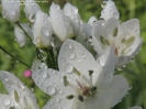 RSCN6923
