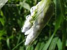 RSCN6925