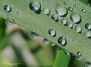 RSCN6928