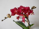 DSCN0593_003