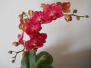 DSCN0597_007