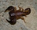 Euscorpius hadzii