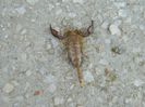 Euscorpius rahsenae