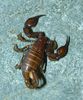 Euscorpius sicanus