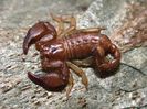 Euscorpius tauricus