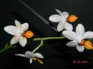 DSCN6620