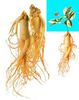 panax ginseng rizom viu pt plantat