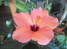Cairo Pink