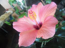 Cairo Pink
