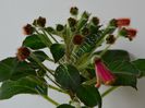 Kohleria Luci s Chic