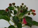 Kohleria Luci s Chic