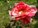 DSCN4433