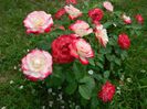 DSCN6931