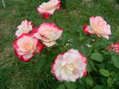 DSCN6935
