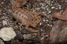 Uroplectes carinatus