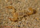 Pseudochactas ovchinnikovi