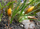 Crocus Gipsy Girl (2014, March 06)