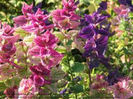 Salvia viridis