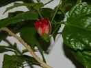 DSCN3546
