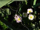 DSCN3623