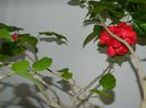 DSCN3709