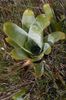 Roraima Brocchinia reducta