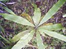 Triphyophyllum Peltatum Topview