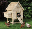 Small-Chicken-Coop