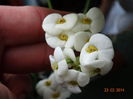 DSC00498
