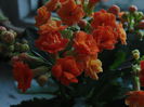 DSC00103