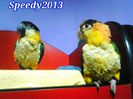 10. mar.2014 - Caique  - Jojo & Kitty