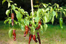 Ardei iute Chile_Pasilla,