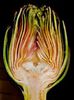 Anghinarea-floare sectionata