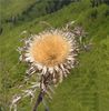 Anghinarea-floare uscata