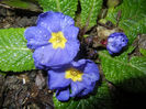 Blue Primula (2014, March 08)