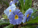 Primula Zebra Blue (2014, March 11)