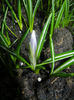 Crocus Pickwick (2014, March 08)