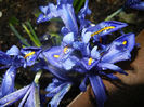 Iris reticulata Blue (2014, March 08)